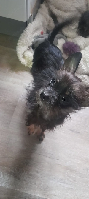 Chihuahua Yorkshire Terrier Hündin