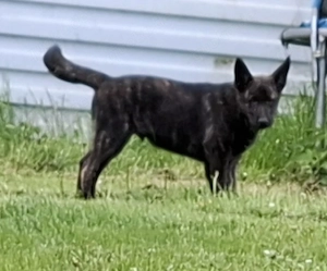 Akita Schäferhund Mix 