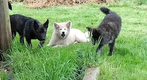 Akita Schäferhund Mix Welpen 