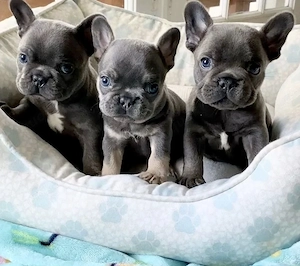 Französische Bulldoggen Welpen