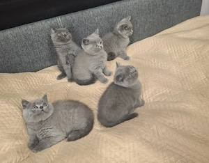 Kittenbabys