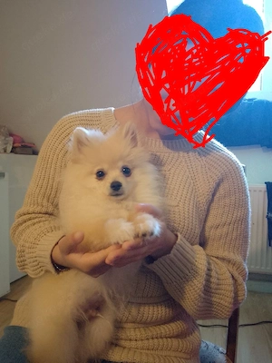 pomeranian zwergspitz gechipt geimpft entwurmt