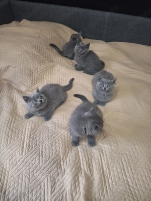 Babykitten 11 Wochen alt