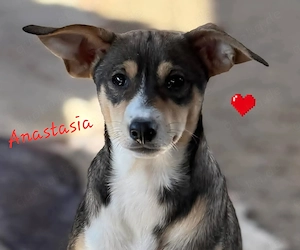 Zuckersüßes Hundekind mit Fledermausohren sucht ihr Für-immer-Zuhause!