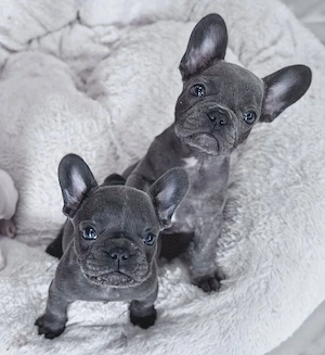 Französische Bulldoggen Welpen