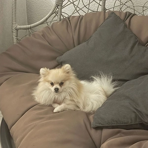 Mini Pomeranian