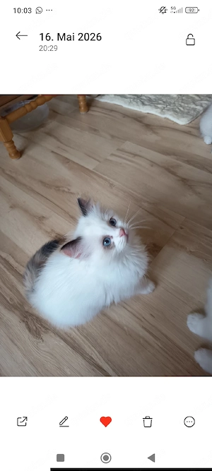 Kitten Ragdoll Reinrassige 