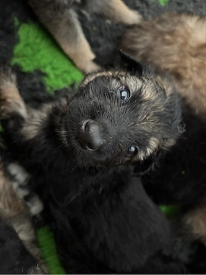Tolle Mix Weißer Schäferhund X Herder  Malinois Holländischer Belgischer  Schäferhund 
