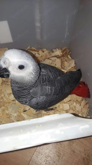Gesunde Graupapageien abzugeben.