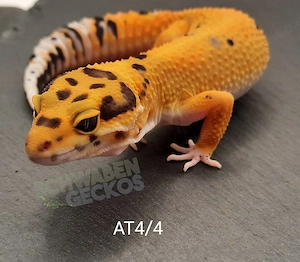 Leopardgecko Weibchen Afghan Tangerine 