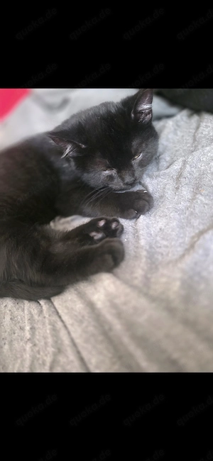 Kleiner schmusekater bkh maine coon Mix 