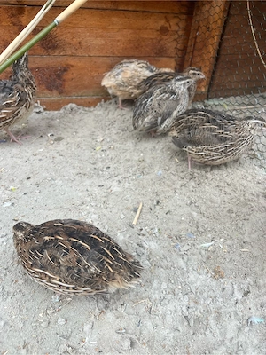 Wachteln Legewachtel Eurowachteln Bild 2