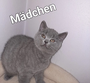 Britisch kurzhaar kitten Bkh
