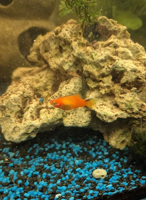 platys abzugeben 1-2cm groß