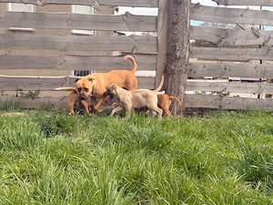 Besondere Tosa Inu x Akita Inu Welpen suchen ein liebevolles Zuhause