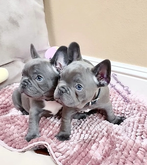 Sunday französische Bulldoggen Welpen