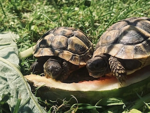 Griechische Landschildkröte