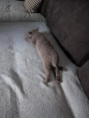 2 BKH Katzen suchen ein neues Zuhause 
