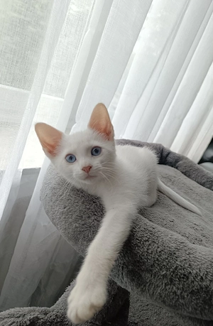 Cornish Rex Mix Kätzchen