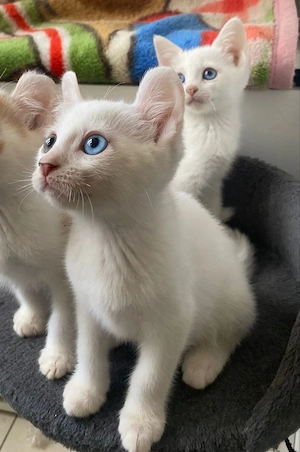 Cornish Rex Mix Kätzchen