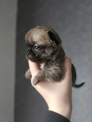Typvoller Mini Chihuahua Rüde in Brack Brindle ab Mitte Juni abzugeben