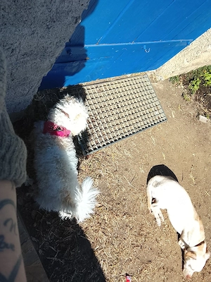 hund zu verkaufen 