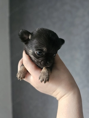 Mini Chihuahua Rüde  Murphy  Black and Tan sucht liebevolles Zuhause