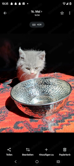 Britisch Langhaar und Britische kurzhaar KITTEN