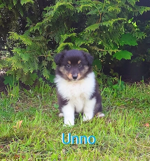 Sheltie Welpen suchen ein neues Zuhause. Bild 2
