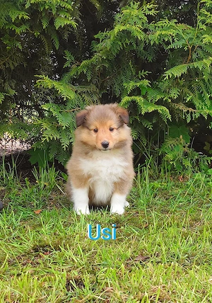 Sheltie Welpen suchen ein neues Zuhause.