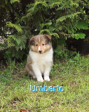 Sheltie Welpen suchen ein neues Zuhause. Bild 3