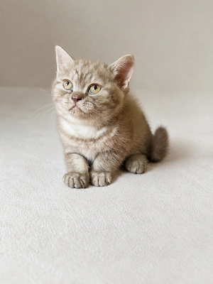 Zwei Britisch Kurzhaar Kitten suchen ein liebevolles Zuhause 