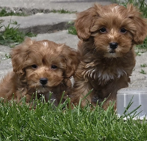 Zuckersüße Cavapoo's 