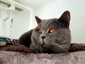 BKH-KITTEN Hallo  leibe Katzen 