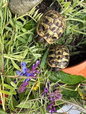 Zuckersüße Griechische Landschildkröten-Babys