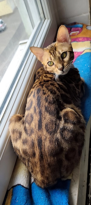 Exklusive Bengal Katze - Brown Rosetted Mädchen mit selten schöner Zeichnung