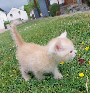 Baby Katzen  Kater ab Mitte Juni abzugeben