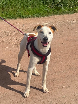 Fido sucht ein Happy End  