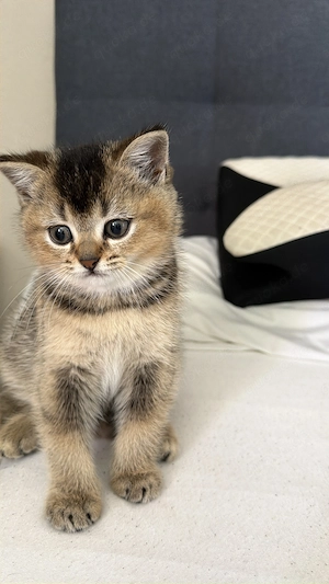 Süßes weibliches Kitten sucht ein liebevolles Zuhause