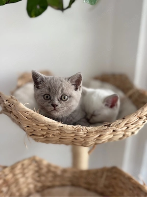 BKH Kitten