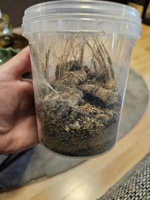 Ceratogyrus darlingi 