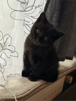 Kitten BKH