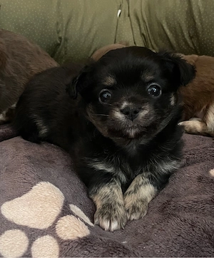 Reinrassiger Chihuahua Black trindle 