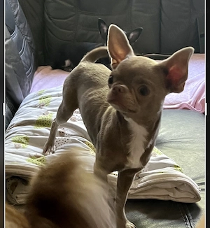 Chihuahua Hündin Lilac Kurzhaar in Traumzuhause
