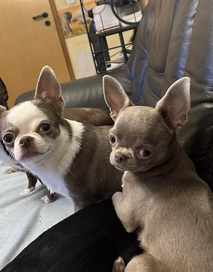 Chihuahua Hündin Lilac Kurzhaar 