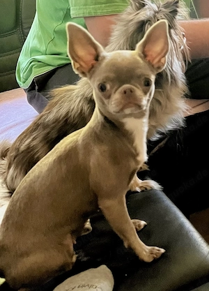 Chihuahua Hündin Lilac Kurzhaar in Traumzuhause