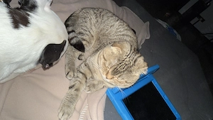   Holly  sucht liebevolles Zuhause 