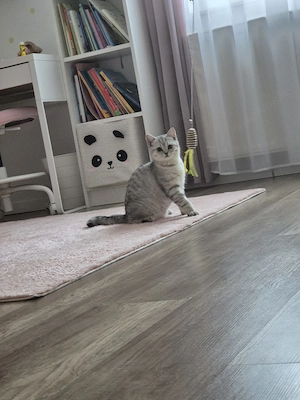 BKH Kitten Kater zu verkaufen  Bild 3