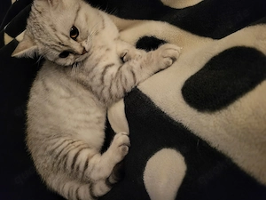 BKH Kitten Kater zu verkaufen  Bild 2
