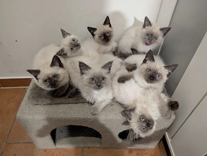 siam Himalayan mix 